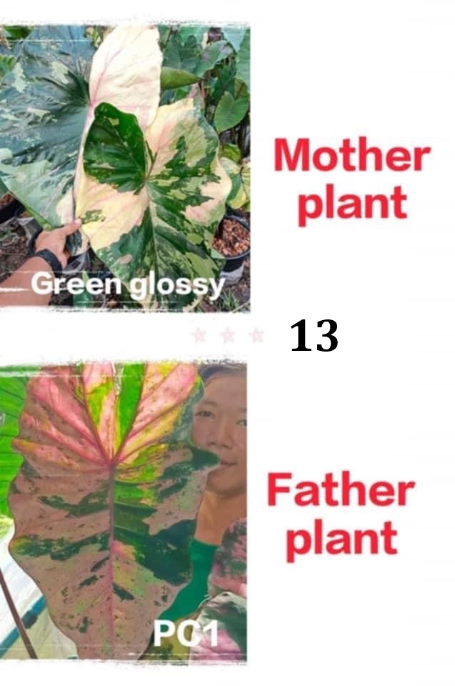 grdeen